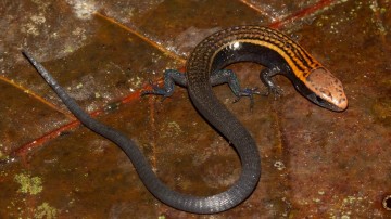 Espécies de lagartos descobertas por pesquisadores da UFPE recebem nomes de ativistas ambientais