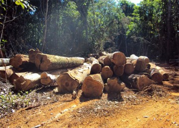 PRF apreende madeira ilegal da Amazônia em Petrolina 
