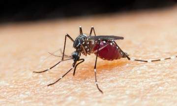 Malária: unidade da Fiocruz torna-se referência para novo medicamento
