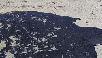 Empresas de inovação de Pernambuco arrecadam donativos de combate as manchas de óleo nas praias