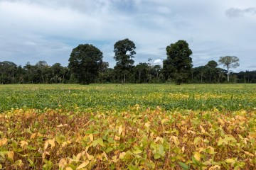 Programa Campo Novo Leva quinhentas toneladas de semente ao sertão pernambucano