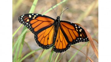 Aumento do número de borboletas 