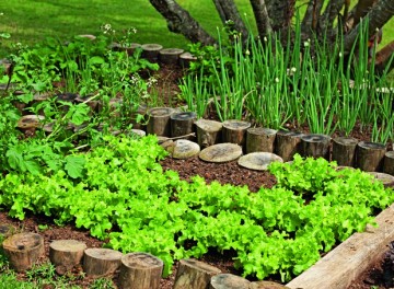 Sustentabilidade: saiba como cultivar sua própria horta em casa