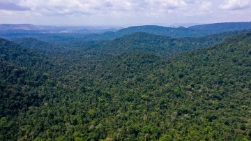 Desmatamento na Amazônia cai 31% de janeiro a maio