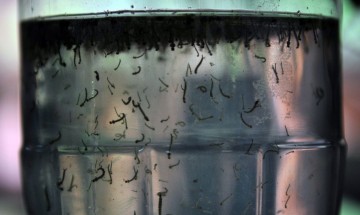 Ministério da Saúde cria centro para monitoramento da dengue; Brasil teve aumento de 43,8% de casos neste ano