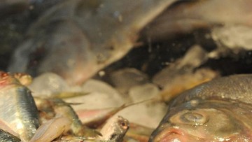 SES-PE orienta sobre consumo de peixes que deve ser evitado em Noronha 