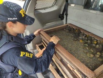  PRF apreende centenas de pássaros silvestres na BR-423, em Garanhuns