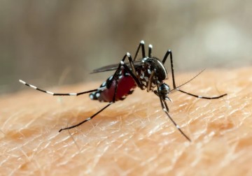 Recife registra a primeira morte por chikungunya em 2023