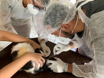 Pesquisa da UFRPE confirma primeiros dois casos do novo coronavírus em gatos no estado