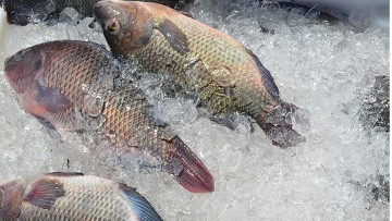 Vigilância Sanitária realiza fiscalização de pescados 