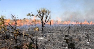 As consequências das queimadas para o meio ambiente