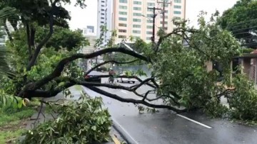 Árvore cai após chuvas registradas no Grande Recife 