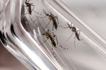 Pernambuco registra segundo caso de morte por dengue