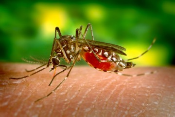 Nos primeiros meses de 2023, Pernambuco tem 84 casos confirmados e 1.446 notificações suspeitas de dengue