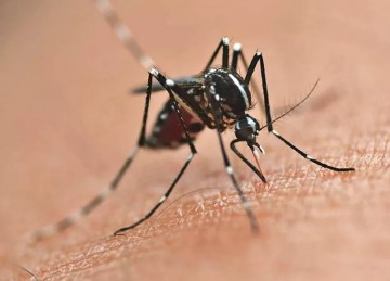 Secretaria de Saúde do Recife reforça orientações para evitar focos do mosquito Aedes aegypti