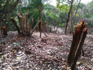 Operação contra desmatamento e venda ilegal de áreas de preservação é realizada em Itamaracá