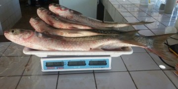  Jaboatão reúne técnicos e recomenda a suspensão de comércio do peixe arabaiana