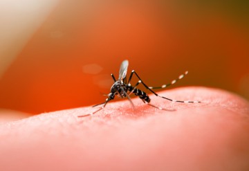 Vacina contra a dengue do Butantan atinge eficácia de 79,6%