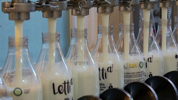 Pecuaristas brasileiros investem no leite A2, produto que pode ser mais fácil de digerir