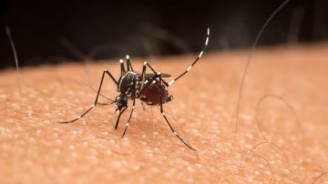 Pernambuco tem 25.453 casos prováveis de dengue e 56 cidades com alta incidência da doença