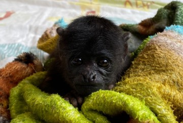 Espécie ameaçada de extinção, bebê macaco Guariba é o mais novo morador do Parque Dois Irmãos