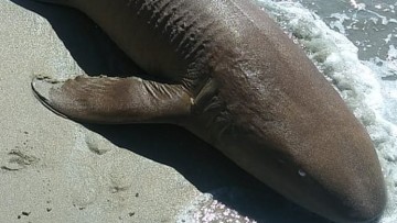 Tubarão morto é encontrado na praia de Maria Farinha, em Paulista  
