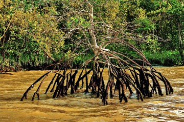 Justiça Federal do RJ suspende decisão do Conama que tira proteção de manguezais e restingas
