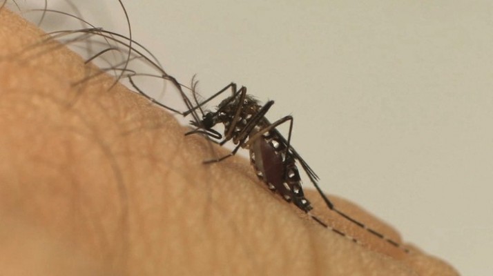 Um total de 125 cidades Pernambucanas estão em situação de alerta ou em risco de surto de infestação do mosquito vetor