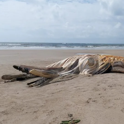 O animal que mede 12,7 metros de comprimento e pesa cerca de 10 toneladas já estava em estado avançado de decomposição