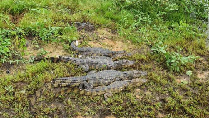Os animais foram soltos numa área de mata em Jaboatão dos Guararapes
