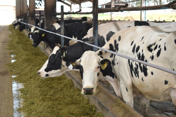 O setor se preocupa com o aumento dos custos para a alimentação do rebanho, que encarece a produção de leite