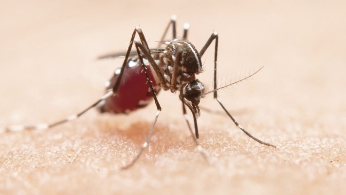  Houveram notificações de chikungunya em 111 dos 184 municípios do estado e redução nas confirmações de dengue, no mesmo período