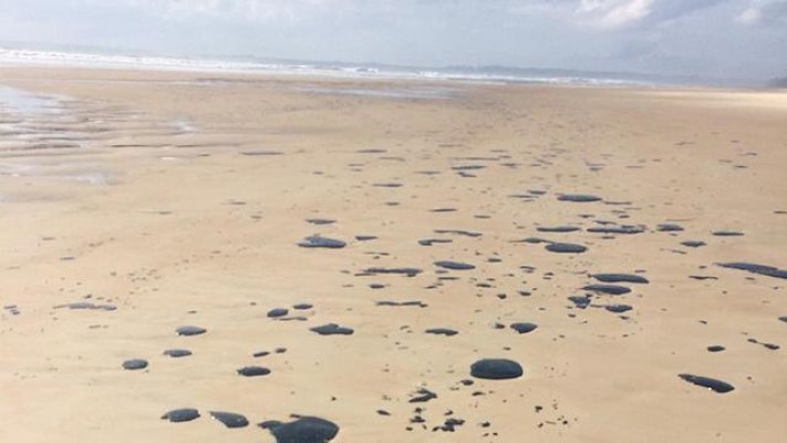 De acordo com o IBAMA, mais de quatro mil toneladas da substância foram recolhidas em 321 praias de 125 municípios dos noves estados do Nordeste