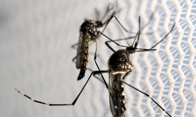 De janeiro a novembro Brasil teve 971.136 casos prováveis de dengue 