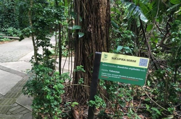 Pau-brasil, sucupira e coquinho são algumas das plantas que os visitantes podem conhecer durante caminhada ecológica pelo espaço 