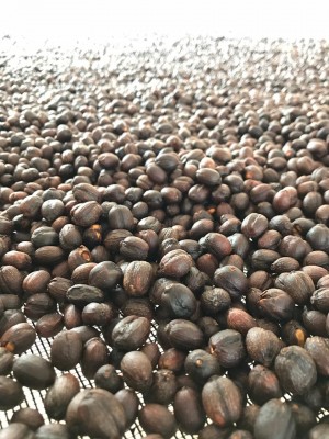 Taquaritinga do Norte, produtora de café orgânico, perde mercado com a seca