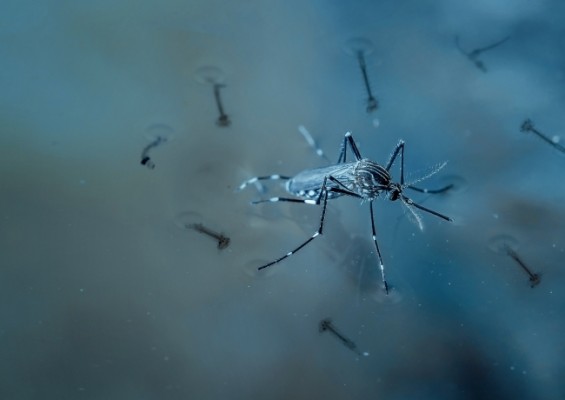 Até o dia 10 de outubro, 7.270 adoecimentos pela dengue foram confirmados no Estado. Já durante todo o ano de 2019 foram mais de 21,3 mil confirmações