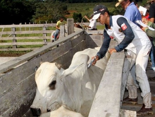 Agência de Defesa e Fiscalização Agropecuária do Estado de Pernambuco (Adagro) apresenta resultados da vacinação