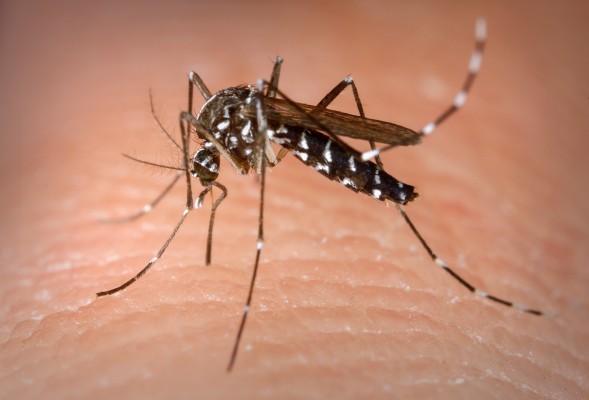 O último levantamento de Índice Rápido para Aedes aegypti (LIRAa), realizado no período de 30 de agosto a 1º de setembro (5º ciclo), apresentou resultado geral no Recife de 1,7% (risco médio para surto de dengue, chikungunya e zika)