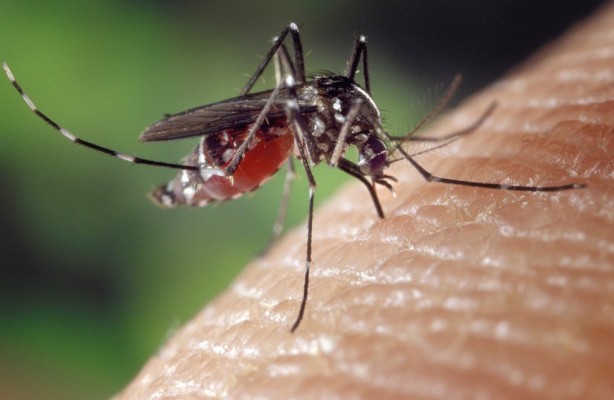 Ao todo foram 73.745 casos suspeitos de dengue, zika e chikungunya em 2019 e 28.257 ao longo de 2018