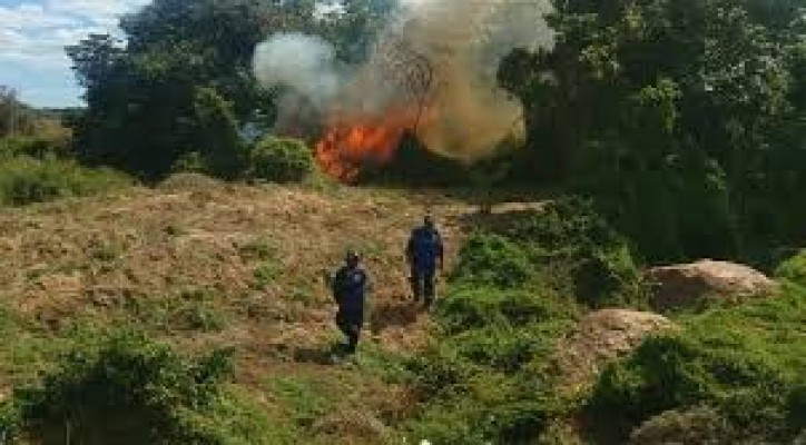 Durante dois dias Policiais Federais e Policiais Militares (2ª CIPM), conseguiram erradicar 11 plantios de maconha que estavam localizadas na Ilha do Aracapá e adjacências na zona rural de Orocó/PE