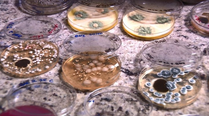 Foram encontradas mais de 45 mil bactérias e cerca de 10 mil fungos