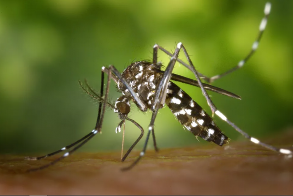 Pernambuco também confirmou o segundo caso de Zika no Estado