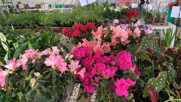 No Recife, Festival Flores de Holambra espera atingir 100% de crescimento com flores e plantas para presentes