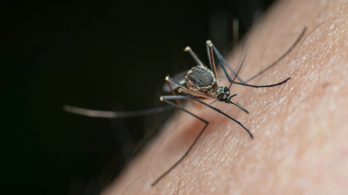 Na semana passada, o Estado registrou 208 mil casos suspeitos de dengue em 2024