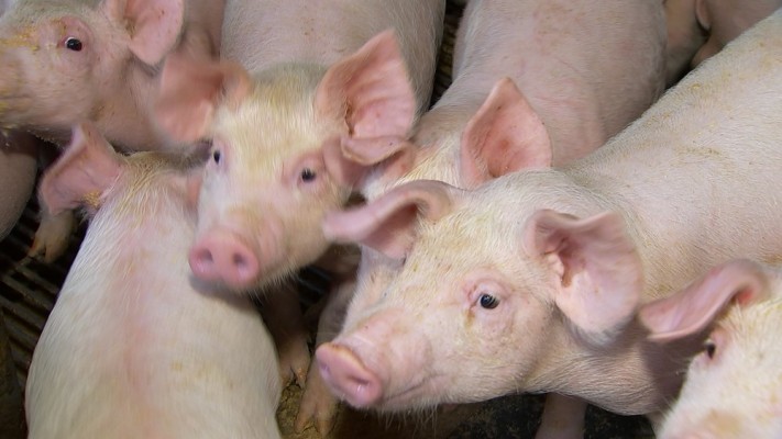 A Adagro faz alerta ao novo foco de peste suína no estado de Alagoas 