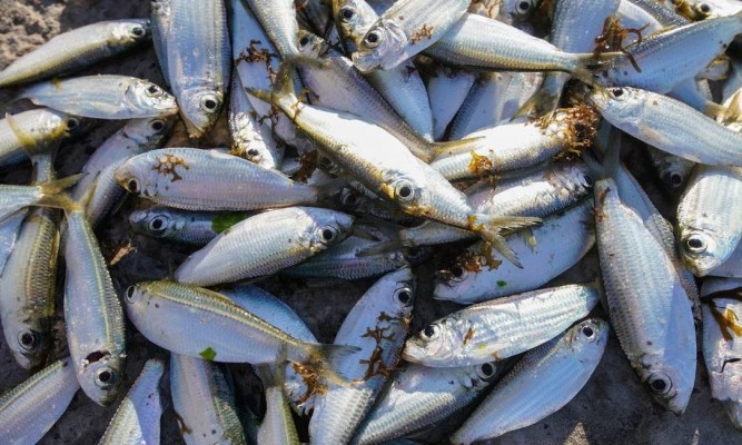 Ao todo, serão coletadas 150 amostras de pescados em 12 localidades pesqueiras atingidas pelo derramamento de óleo no Estado