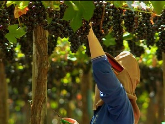 Empresários estão otimistas com a safra de uva e manga deste ano. 