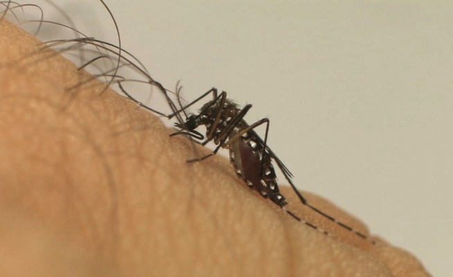 Recurso faz parte do Plano de Enfrentamento às Arboviroses 2020 do governo de Pernambuco para evitar que um novo surto de dengue, chikungunya e zika aconteça no estado