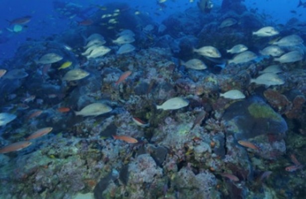 Segundo os pesquisadores, é um dos maiores bancos da espécie de coral conhecida como “cérebro do Nordeste”